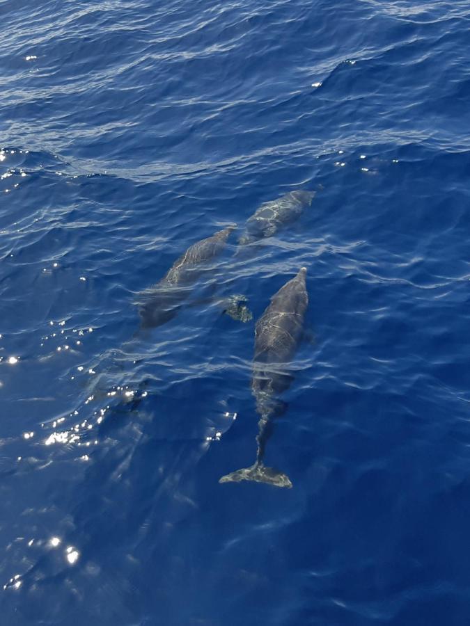 Tenerife Playa La Arena Пуэрто-де-Сантьяго Экстерьер фото